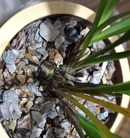如何正确换土兰花，让其健康生长（兰花换土的步骤和技巧，兰花换土注意事项）