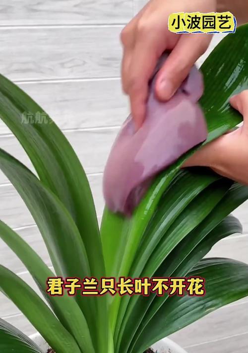 科学浇水，让君子兰健康茁壮（以君子兰为例，探讨正确的浇水方式）
