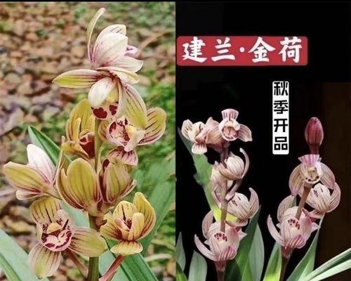 建兰生长的最佳温度是多少度？（探究建兰生长的温度适应性和适宜范围）
