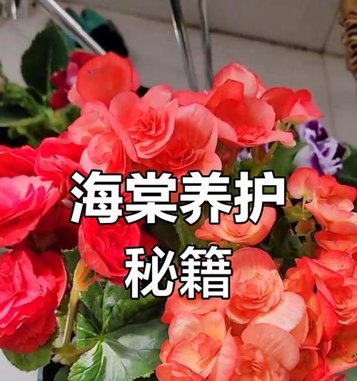 垂丝海棠扦插技巧与方法（培育美丽的海棠花园，从垂丝海棠开始）