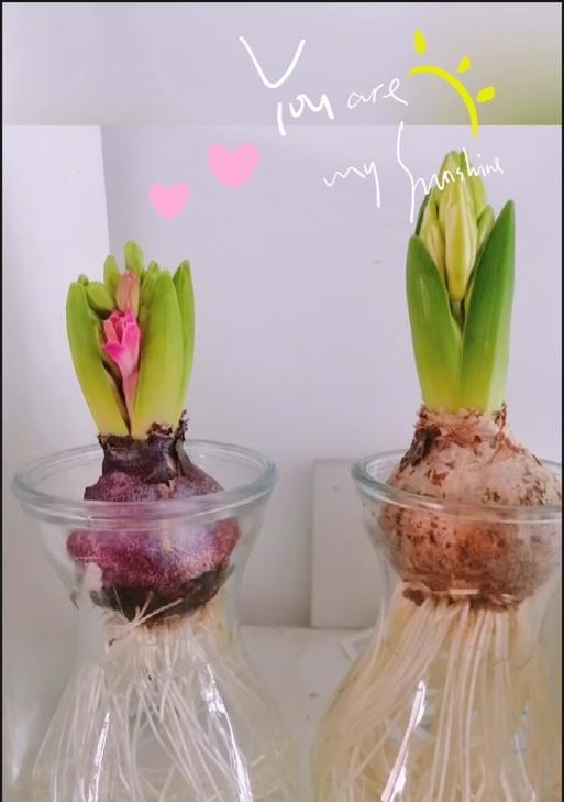 风信子水培（以水为介质，打造出色鲜花盛宴）