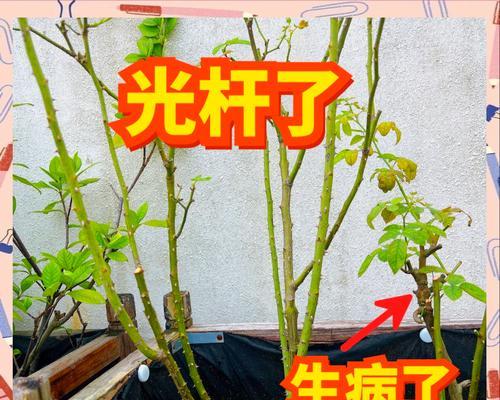 冬季室内月季花养护秘籍（室内月季花的养殖技巧及注意事项）