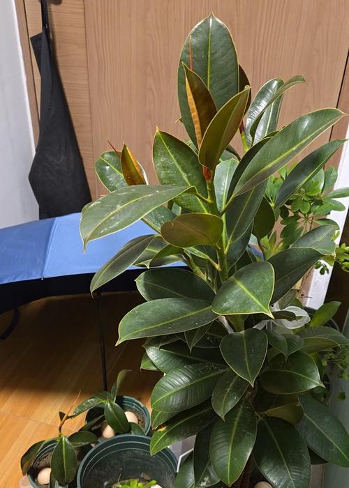 橡皮树叶子频繁掉落的原因及解决方法（保护橡皮树健康生长，减少叶子掉落问题）
