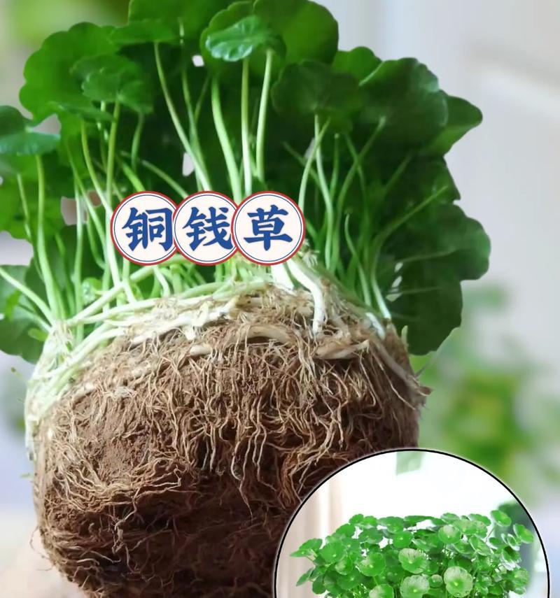 铜钱草栽培指南——打造室内绿意（打造小清新家居环境的关键步骤）