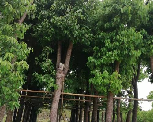 冬天如何移植香樟树（冬季移植香樟树的步骤和技巧）