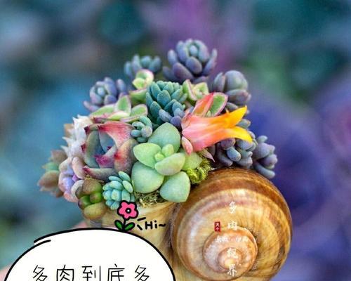 罗汉松的浇水方法（罗汉松需水量、浇水频率及注意事项）