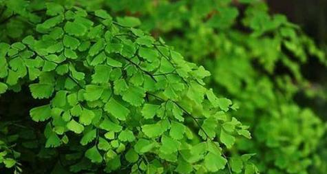以铁线蕨多肉怎么养（打造独特的室内多肉植物—铁线蕨）