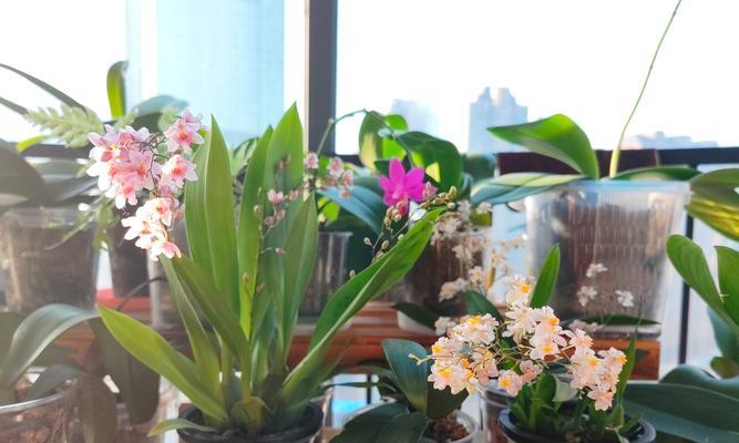 香花的养护技巧（香花怎么养？掌握这些关键技巧，打造香气芬芳的花园）