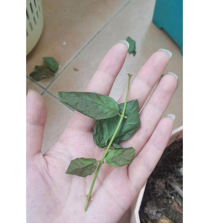 茉莉枝叶枯萎，如何救活？（茉莉枝叶枯萎的原因、识别和处理方法）