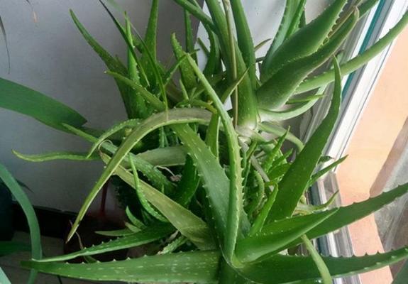 芦荟叶子干扁扁的没啥水分，该如何处理？（如何恢复芦荟叶子的水分和活力）