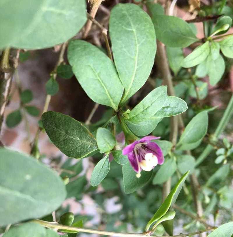 红枸杞的生长过程（探究红枸杞开花结果的过程）