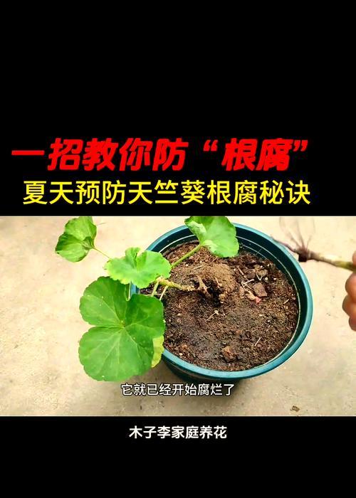 大花天竺葵叶子发黄蔫了，怎么办？（教你五招拯救黄叶问题，让大花天竺葵重焕生机！）
