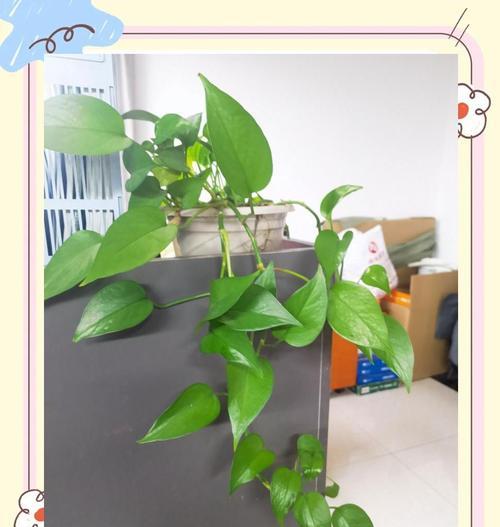 绿萝叶子枯黄了怎么办？（教你恢复绿萝健康的小窍门）