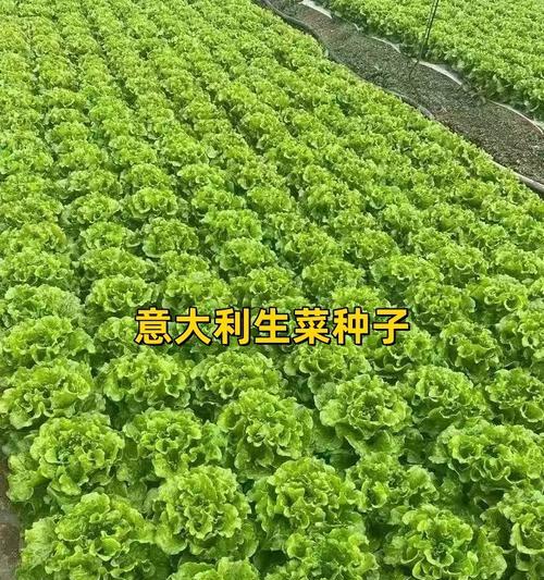 生菜种子的种植方法（从选购到养护全方位指南，让你也能轻松种出好生菜）
