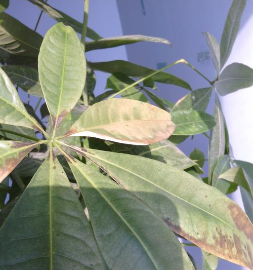 发财树得病的治疗方法（探索发财树疾病防治的有效措施）