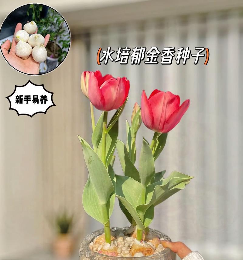厚脸皮植物的水培养殖方法（让厚脸皮植物无需土壤也能健康生长）