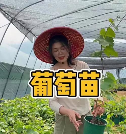 盆栽葡萄苗的种植技巧（一步步教你打造自家盆栽葡萄园）