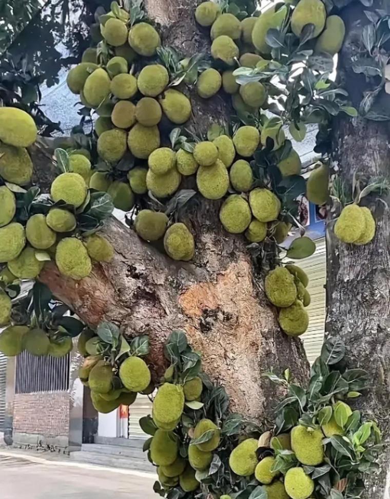 榴莲：热带水果之王