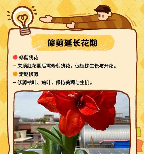 如何延长朱顶红的花期（探索朱顶红的花期延长技巧）