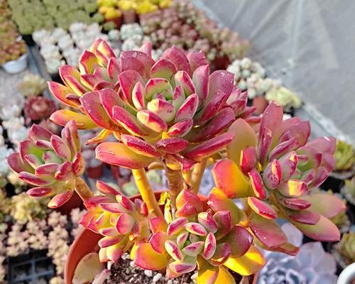 红稚莲多肉如何开花？（培养技巧与关键要素）