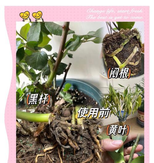 解决粉掌水培烂根的有效方法（保护植物根系健康的关键技巧）
