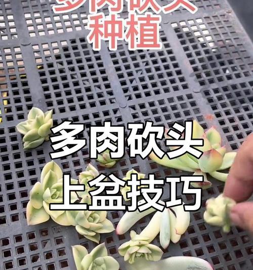 多肉植物冬季生根技巧与方法（掌握关键步骤，让多肉在寒冷的冬天顺利生根）