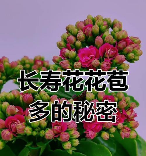 长寿花的养护指南（浇水技巧和注意事项）