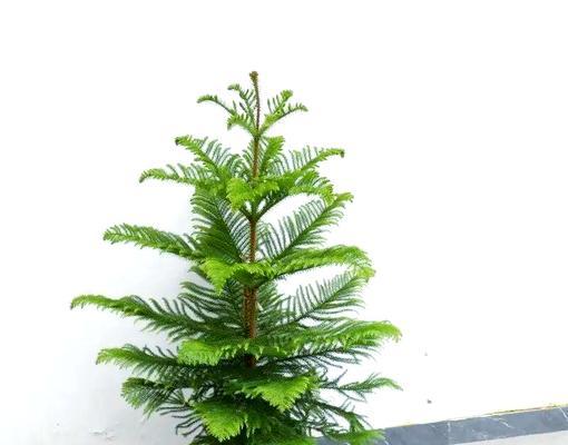 南洋杉是裸子植物吗？（揭秘南洋杉的生物分类）