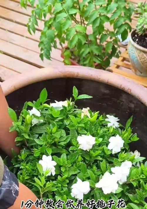 如何养护栀子花——关注养护技巧与注意事项（栀子花的生长要素与养护贴士）