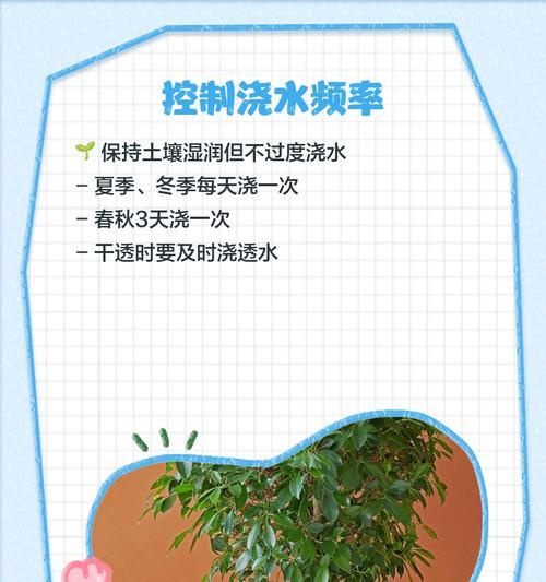 幸福树倒盆后叶子全干了，如何拯救？（幸福树养护技巧，从倒盆拯救开始）