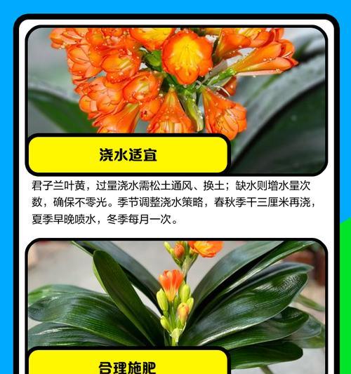 君子兰叶子变黑变干的原因及解决方法（探究君子兰叶子变黑变干的根本原因，提供有效的解决方法）