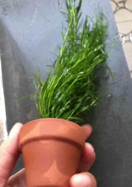 如何最好地养护竹节草（以竹节草怎样成为您室内绿色家居的亮点）