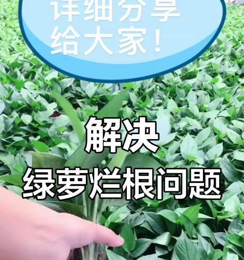绿萝冬季根部腐烂的处理方法（保护绿萝免受寒冷天气的伤害）