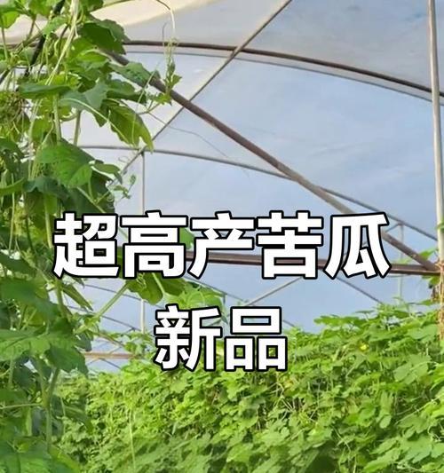 苦瓜种植全指南（苦瓜的种植方法、时间和注意事项）