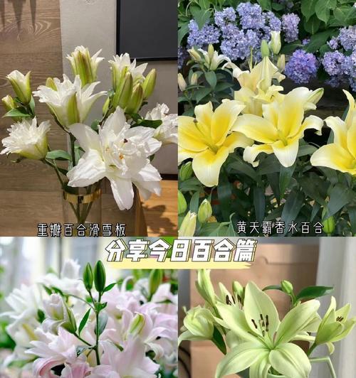 百合养护指南——助你培育健康美丽的百合花（从选择到养护，教你掌握百合花的种植技巧）
