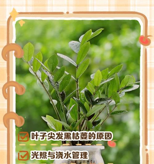 如何有效防止富贵树叶子发黑？（富贵树养护方法全解析，让你的富贵树生机勃勃）