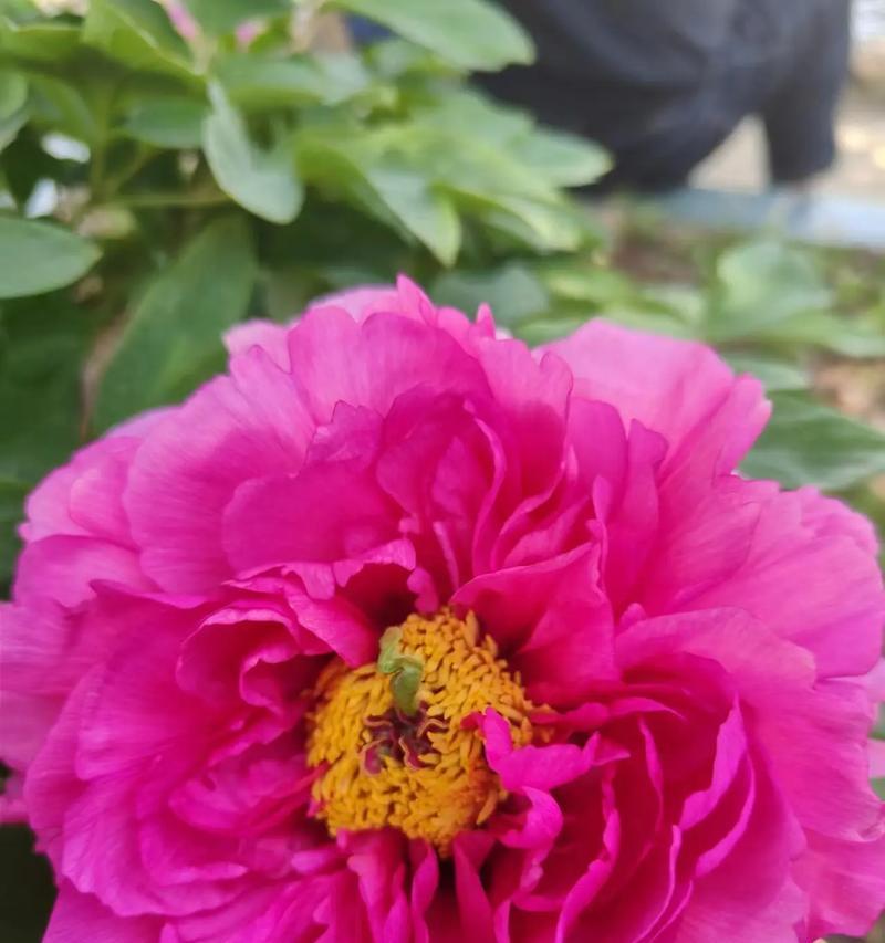 牡丹花开花的绚丽状态（探索牡丹花独特的开花过程与魅力）