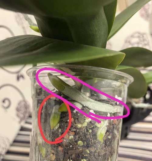 如何正确处理墨兰空根的方法与技巧（掌握关键步骤，让墨兰空根健康成长）
