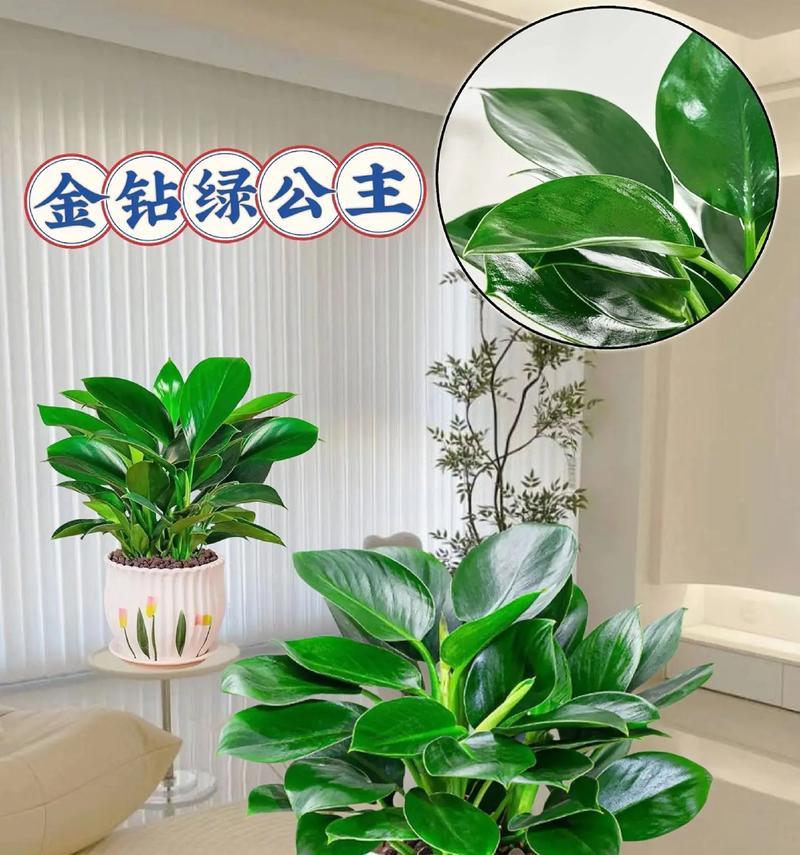 绿钻开花之美丽与神奇（绿钻开花的形态与魅力）