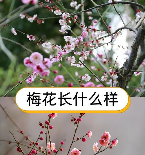 梅花香味探秘（从花型到香味，解密梅花的神秘香气）