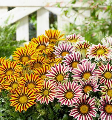探秘勋章菊的养殖之道（种植技巧、繁殖方法和关键注意事项）