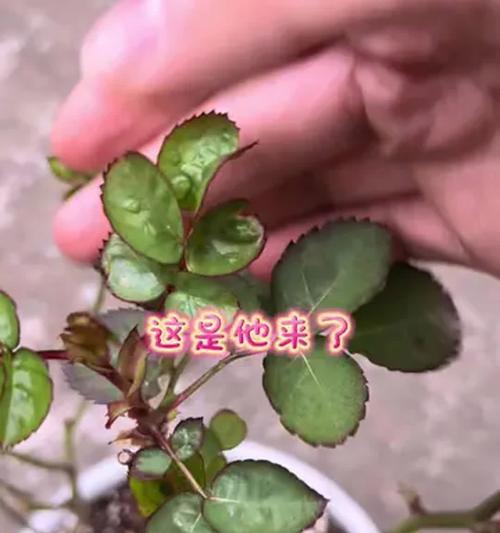 月季花的养殖方法（打造美丽花园的秘诀）