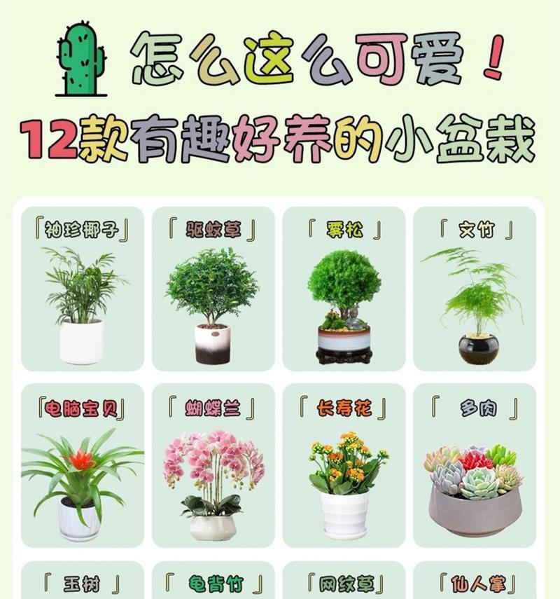 如何将一颗袖珍椰子养成多颗（分享关于椰子的繁殖技巧和方法）