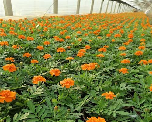孔雀草的种植与使用指南（美丽多彩的孔雀草，打造花园的亮点）