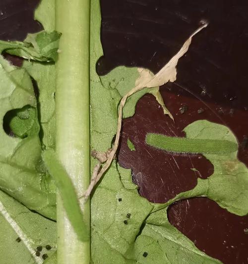 如何处理墨兰叶上的白虫（有效消除墨兰叶上的白色虫子，让你的植物健康成长）