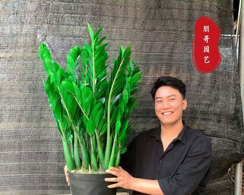 金钱树植物养殖技术分享（学会这一技能，让你的金钱树长得更加茁壮）