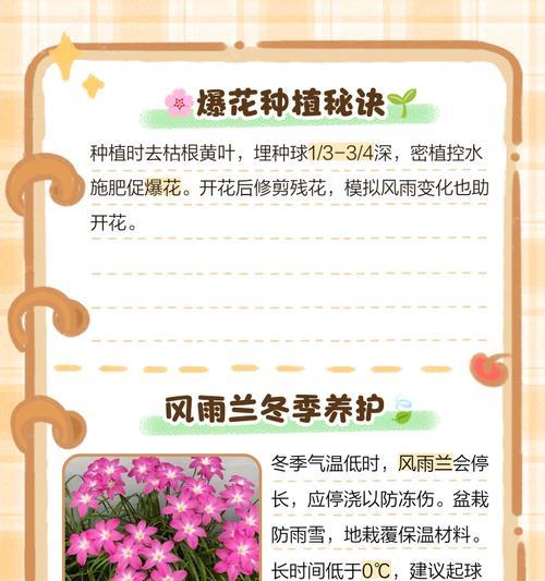 南方热天养兰花的完美指南（南方气候下兰花养护技巧与要点）