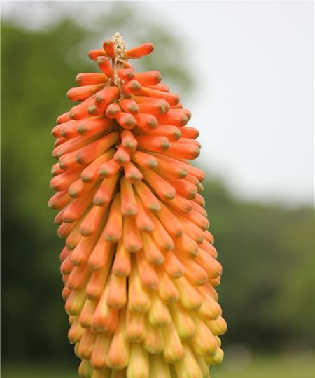 中火炬花的养殖技巧（打造绚丽花海的秘密武器）
