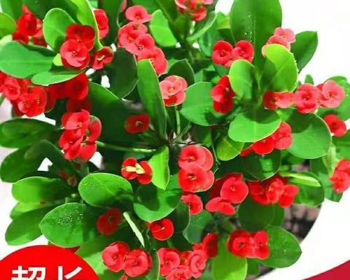 室内养海棠花的养护技巧（打造温馨室内花园，让海棠花娇艳绽放）