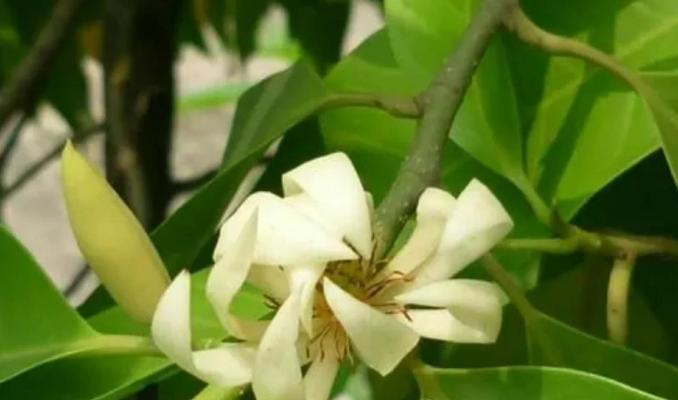 以黄角兰怎么栽，打造绿色家园（从选购到养护，一起学习黄角兰的种植技巧）